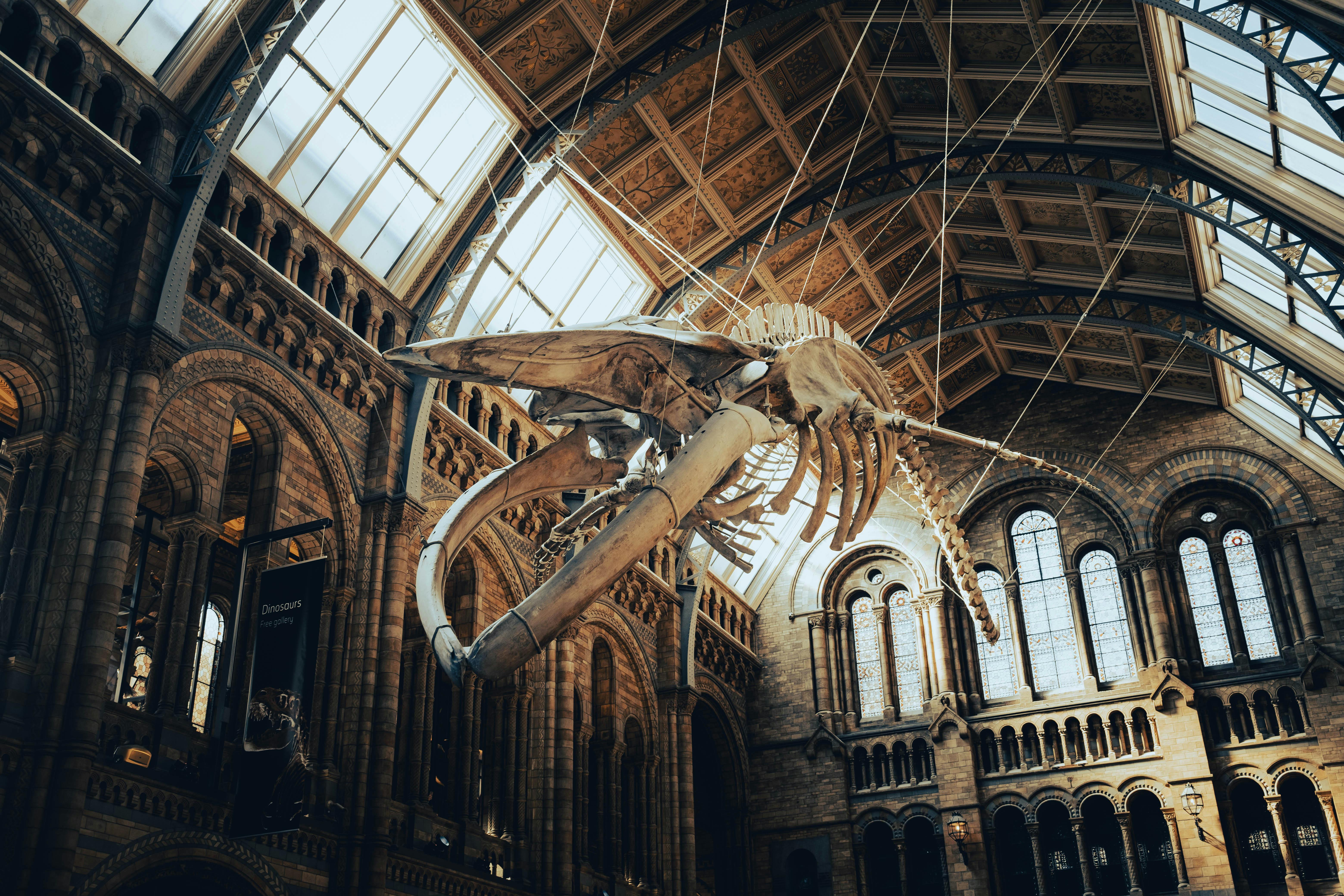 Natural History Museum Private Tour - Dinosaurs and natural wonders